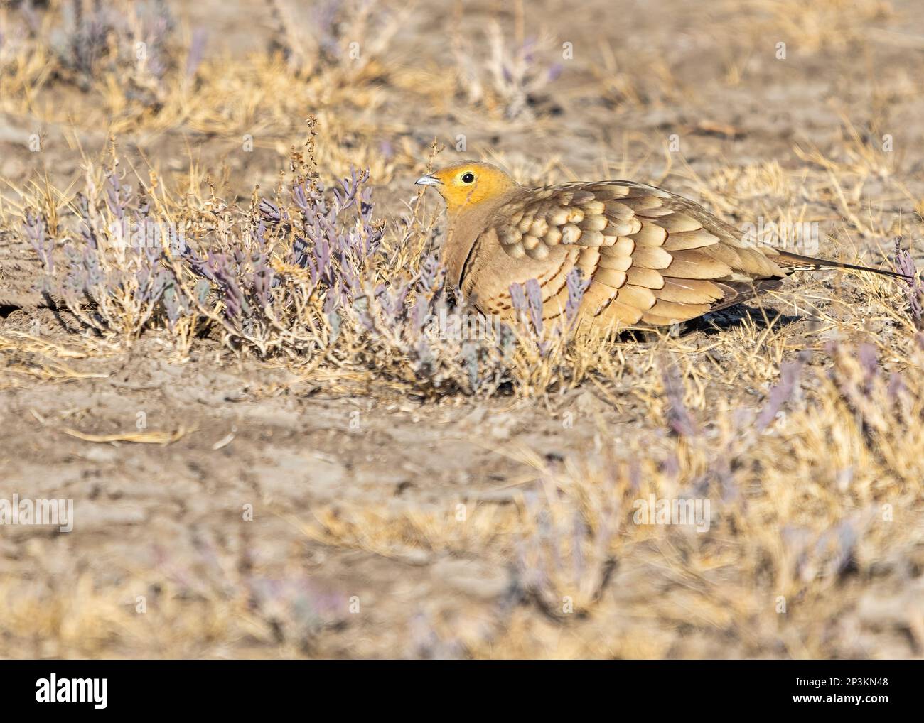A Sand Grouse resting in a sand hole Stock Photo