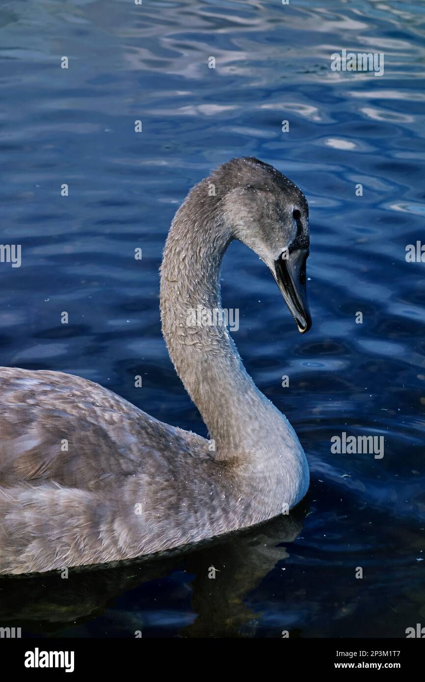 A young mute swan (Cygnus olor) swimming in a lake Stock Photo - Alamy