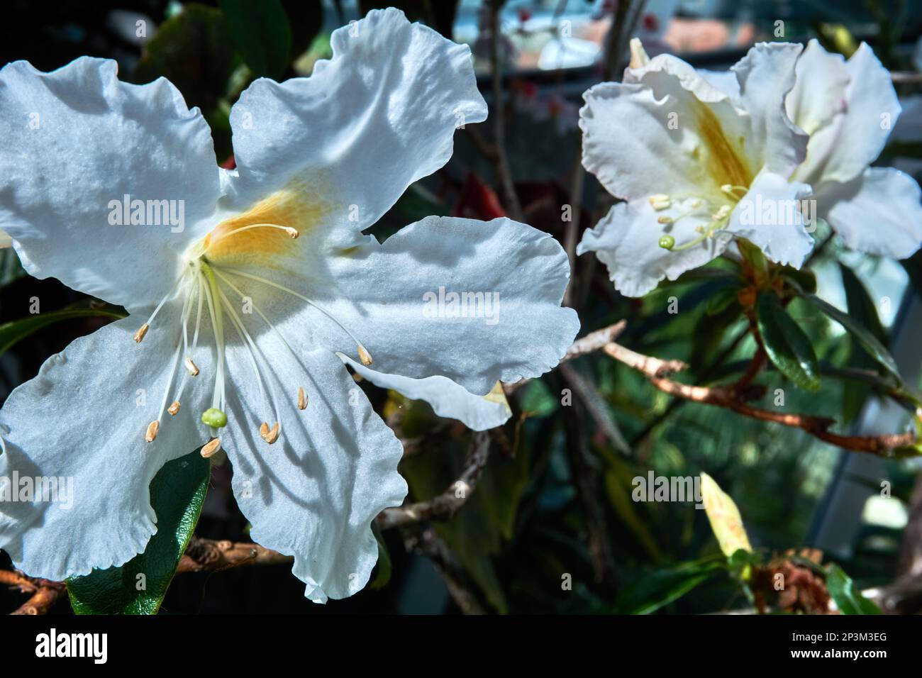 Large white fragrant flowers of shrub Rhododendron veitchianum. Stock Photo