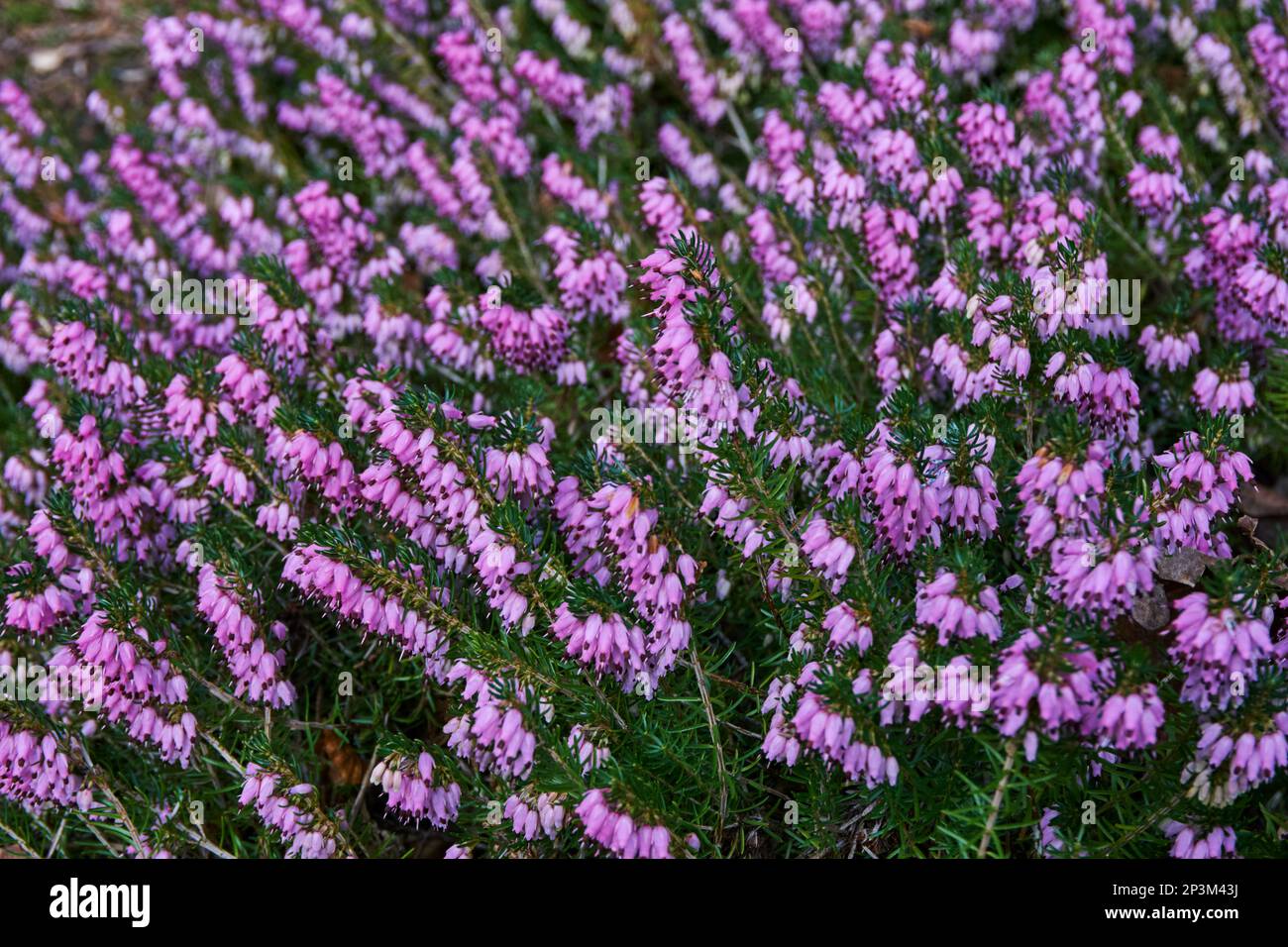 Pink flowers of winter flowering heather Erica carnea 'Diana Young'. Stock Photo