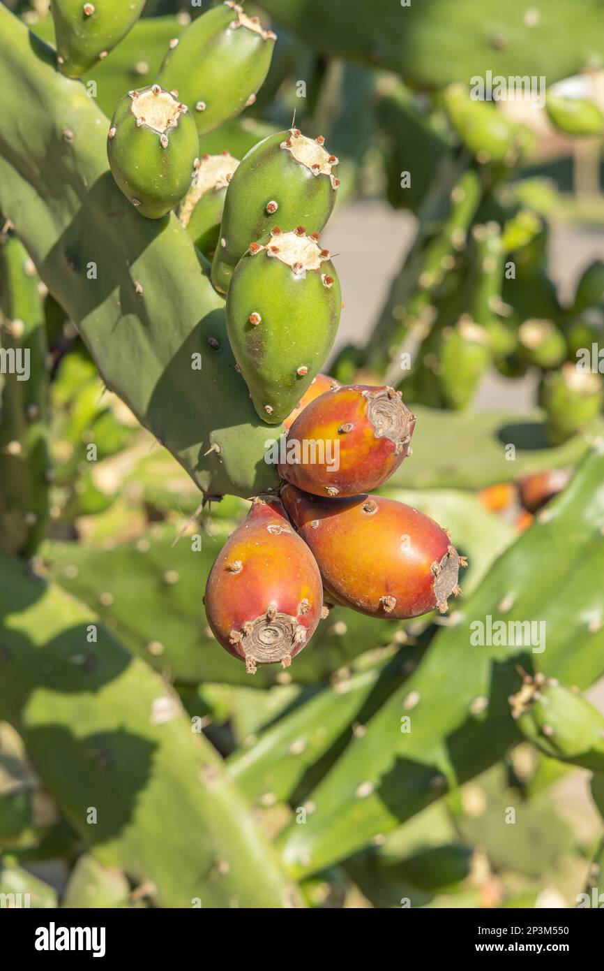Ripe fruit of the nopal. Opuntia ficus-indica Stock Photo