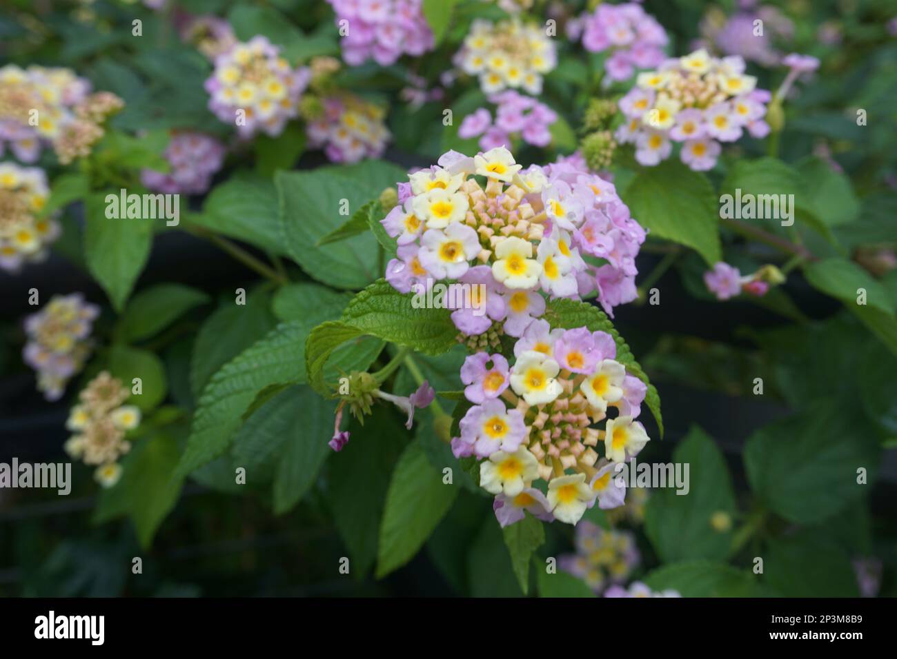 Lantana montevidensis is a small strongly scented flowering low shrub with oval shaped green leaves. With support it has a climbing vine form, when on Stock Photo