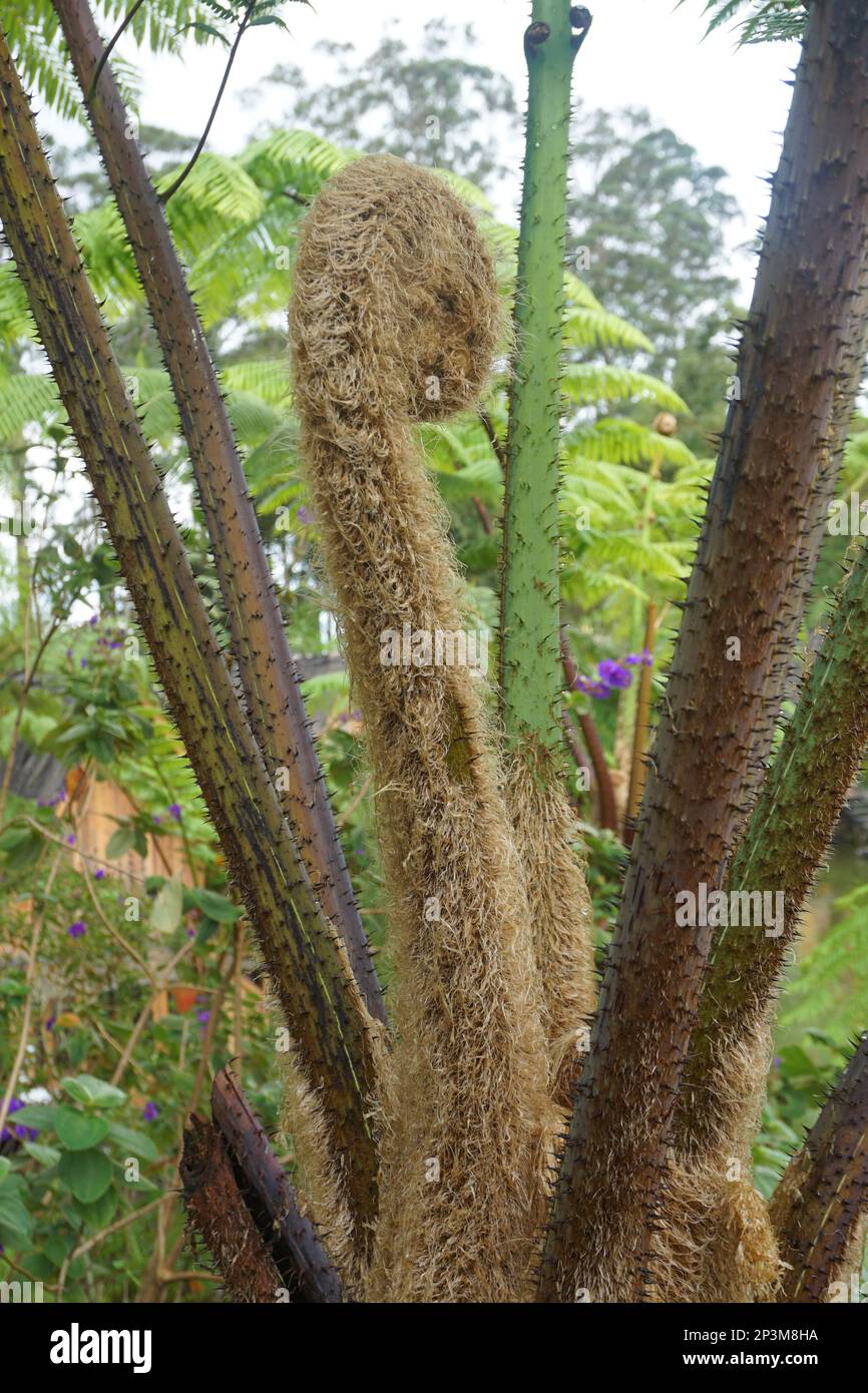 Sphaeropteris lepifera, synonym Cyathea lepifera, the brush pot tree, is a tree fern that grows in the mountains of East and Southeast Asia, which can Stock Photo