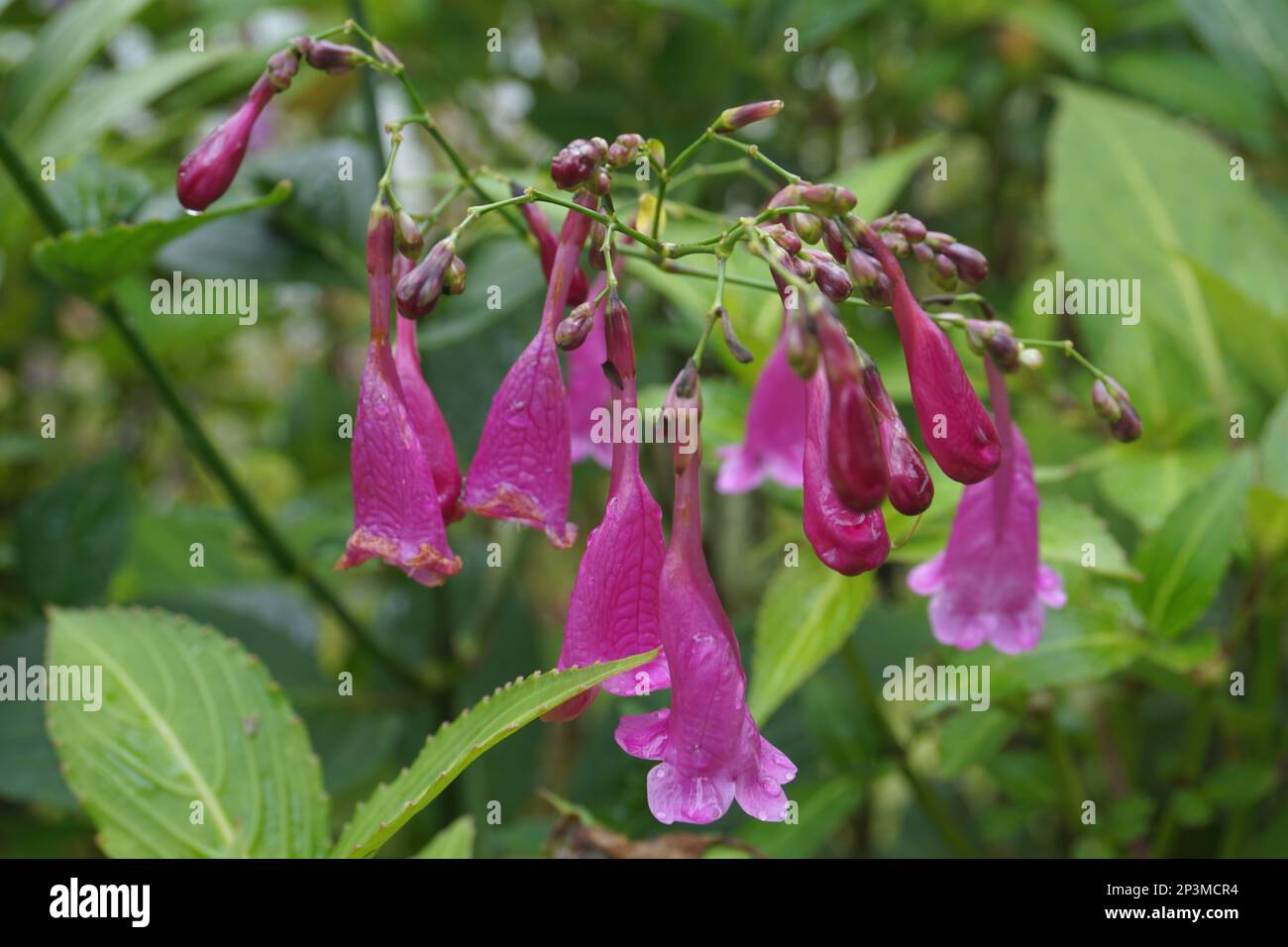 Strobilanthes cusia, also known as Assam indigo or Chinese rain bell, is a perennial flowering plant of the family Acanthaceae. Native to South Asia, Stock Photo