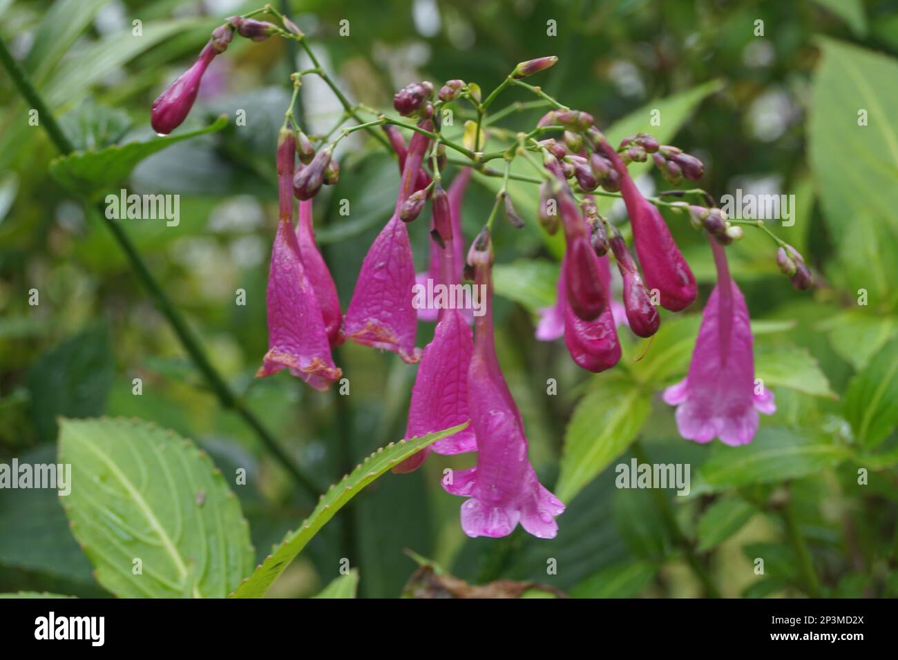 Strobilanthes cusia, also known as Assam indigo or Chinese rain bell, is a perennial flowering plant of the family Acanthaceae. Native to South Asia, Stock Photo