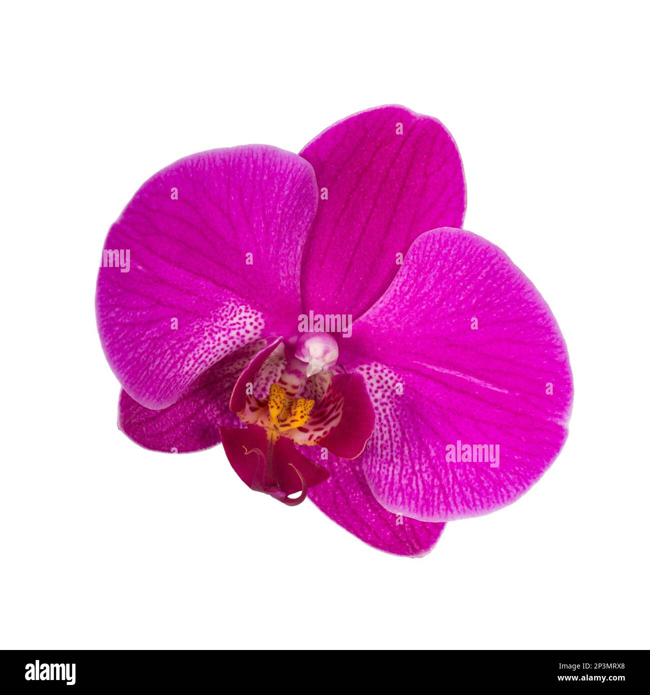 Single pink orchid flower isolated on white background Stock Photo - Alamy