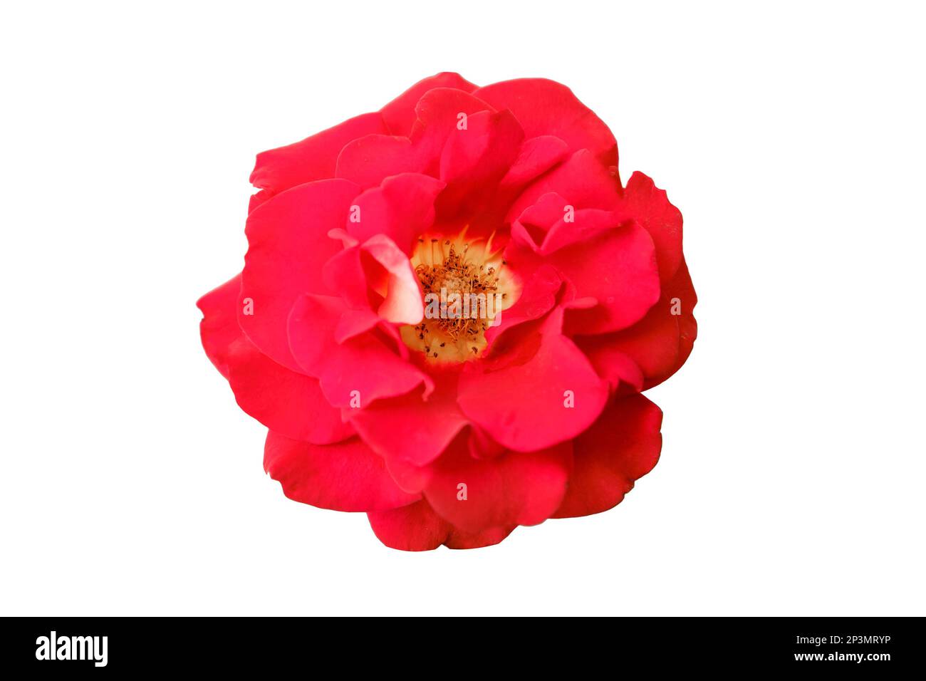 Red rose flower, isolated on a white background Stock Photo - Alamy