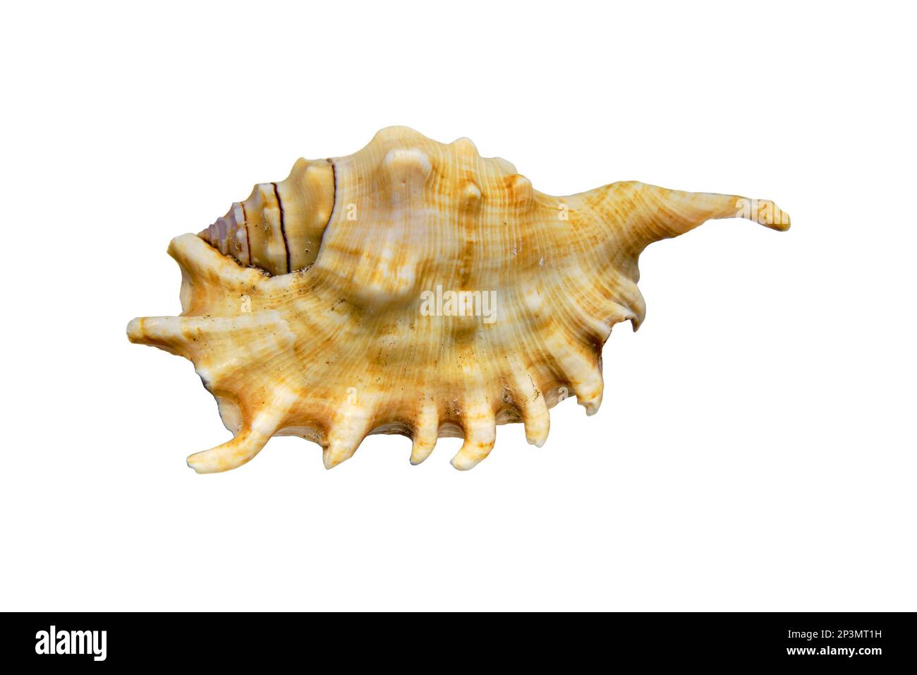 Clam shell in the fishing net on white background Stock Photo - Alamy