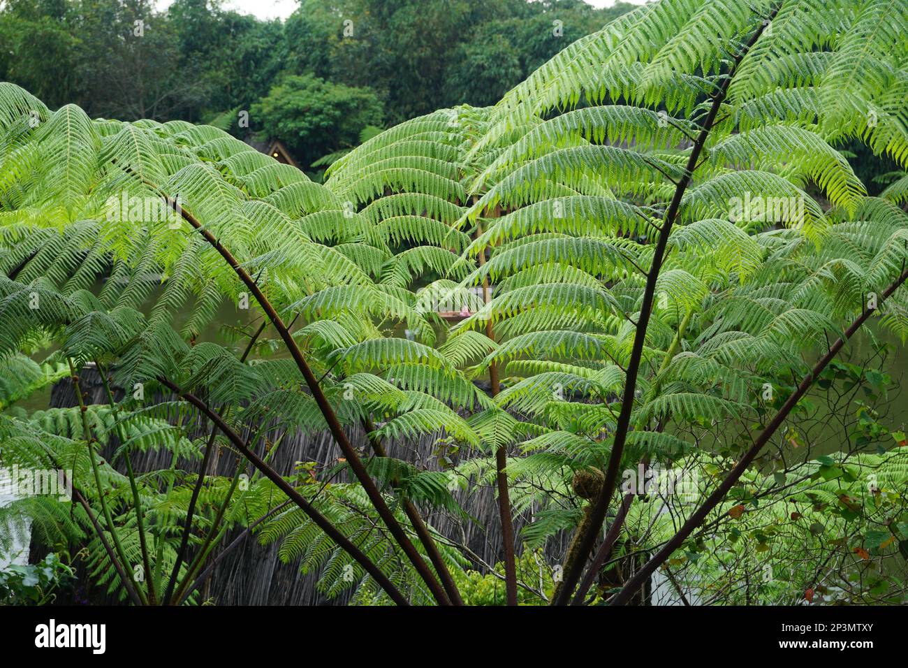 Sphaeropteris lepifera, synonym Cyathea lepifera, the brush pot tree, is a tree fern that grows in the mountains of East and Southeast Asia, which can Stock Photo