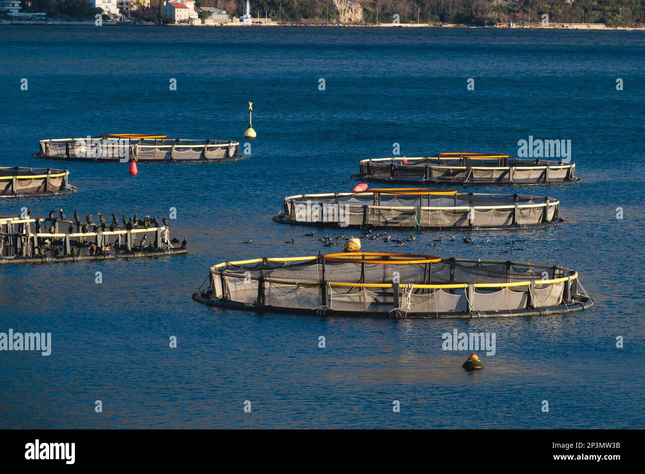 View of sea fish farm cages and fishing nets, farming dorado, sea bream