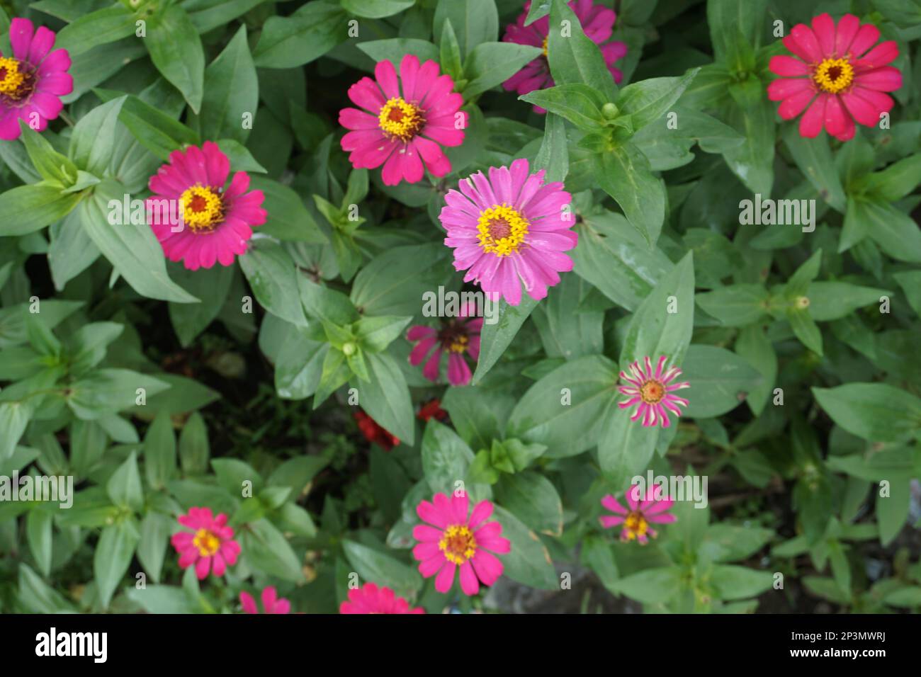 Erigeron karvinskianus, the Mexican fleabane, is a species of daisy like flowering plant in the family Asteraceae, native to Mexico and parts of Centr Stock Photo