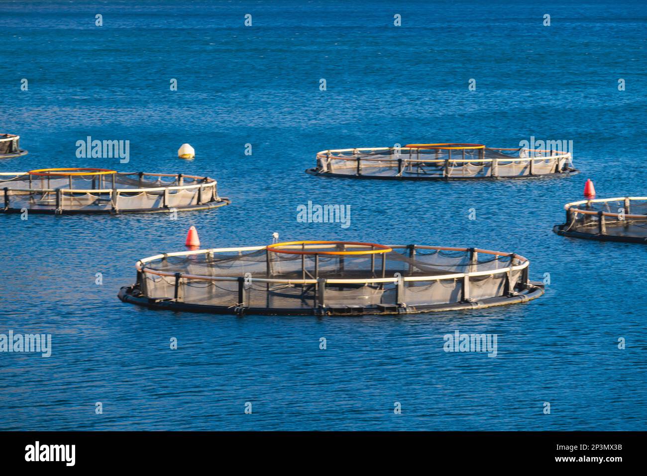 View of sea fish farm cages and fishing nets, farming dorado, sea bream