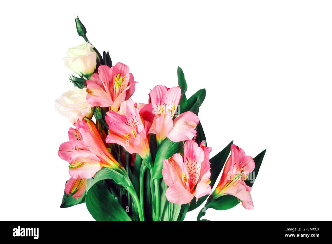 Bouquet of pink inca lilies, isolated on a white background Stock Photo