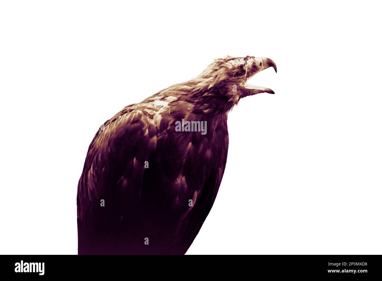 Flashy black eagle, the ominous mystical concept, isolated on a white background. Bird terrify, the foreboding animal from a horror movie. Night fear Stock Photo
