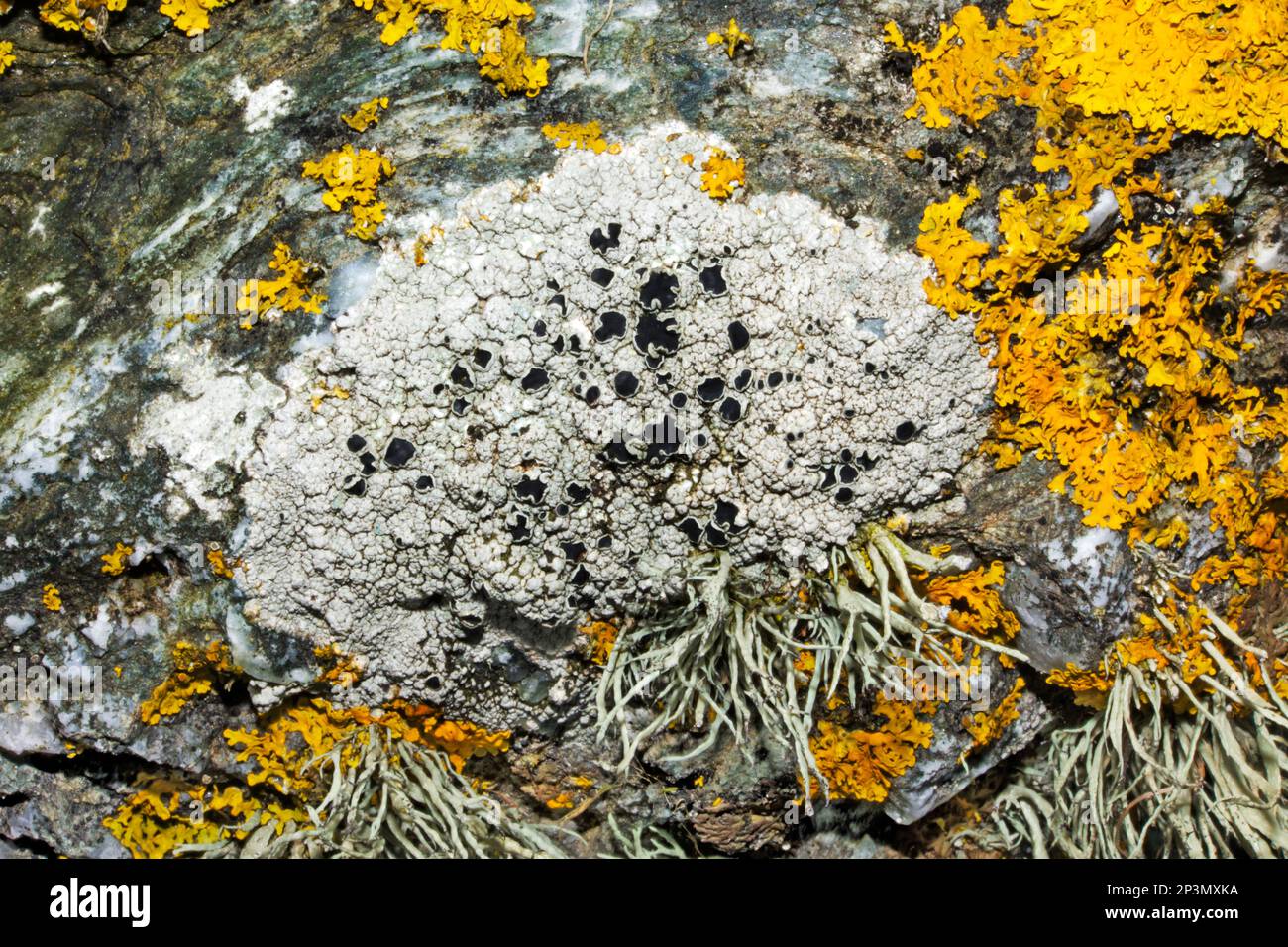 The common lichen Tephromela atra is found on exposed rocks (both siliceous and slightly basic) and is often dominant on coastal rocks. Stock Photo
