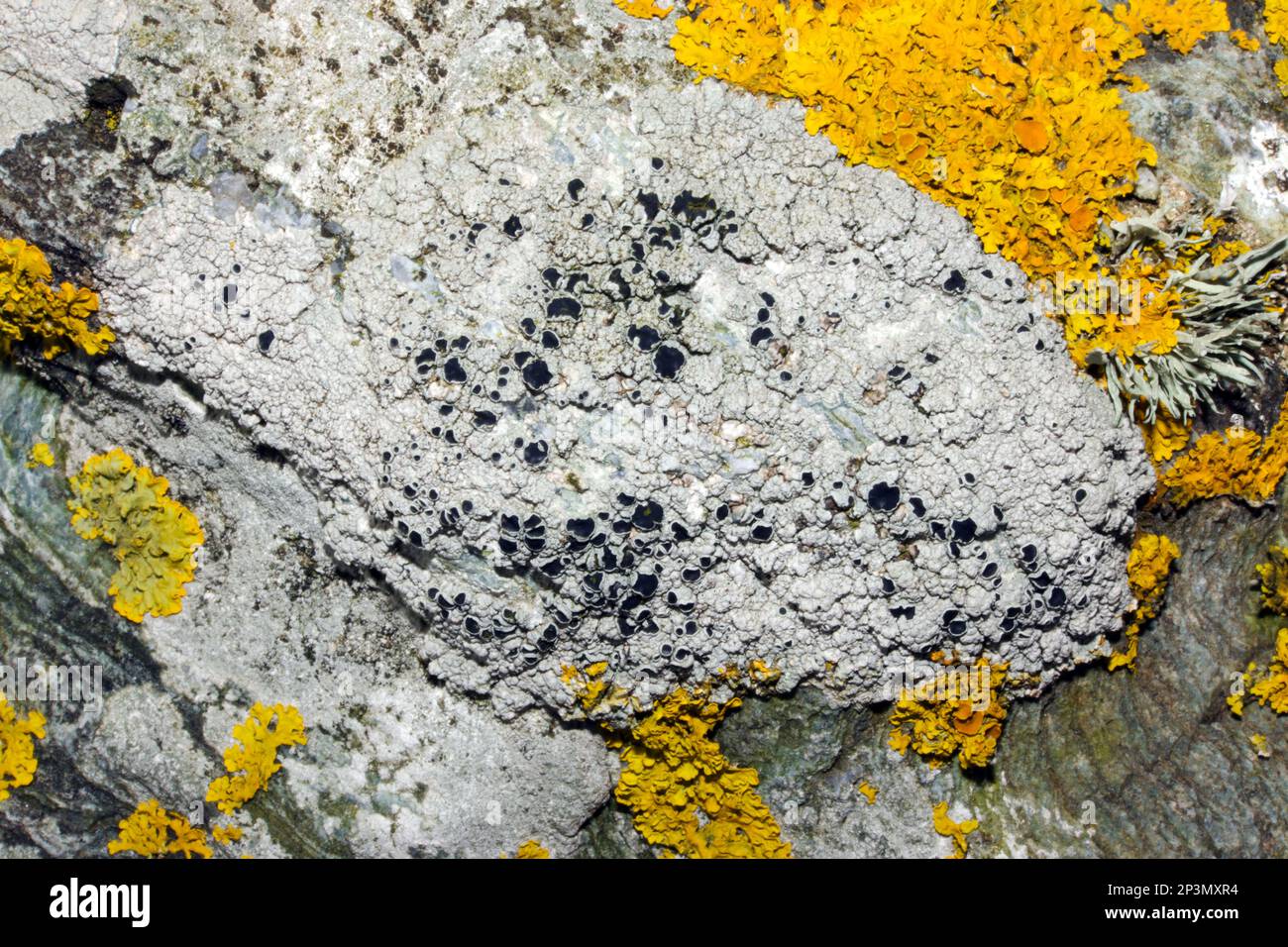 The common lichen Tephromela atra is found on exposed rocks (both siliceous and slightly basic) and is often dominant on coastal rocks. Stock Photo