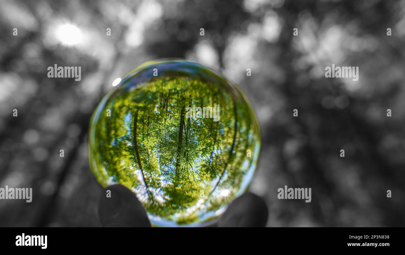 A beech woodland in spring through a fish-eye lens Germany seen through a floating crystal ball Stock Photo