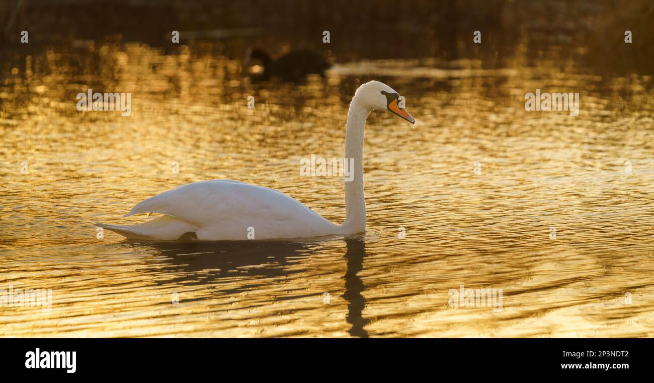 swan swims on the water during sunrise and enjoys the morning sun Stock Photo
