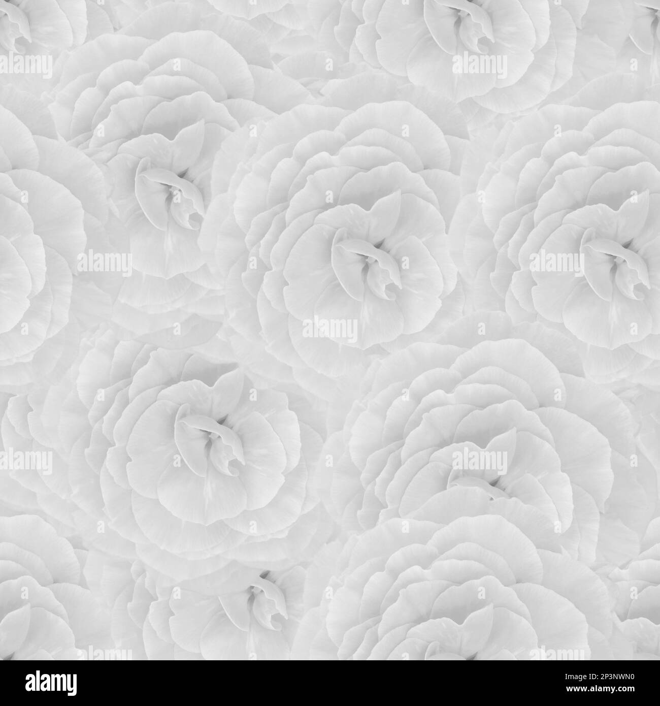 Seamless pattern with  begonia flowers. White monochrome floral texture. Top view of the flower. Stock Photo