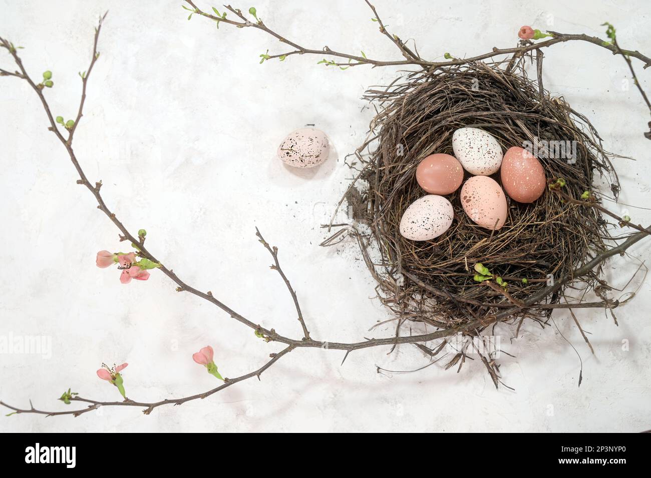 Bird nest with Easter eggs and pink flowering quince branches on a rustic white background, high angle view from above, copy space, selected focus, na Stock Photo