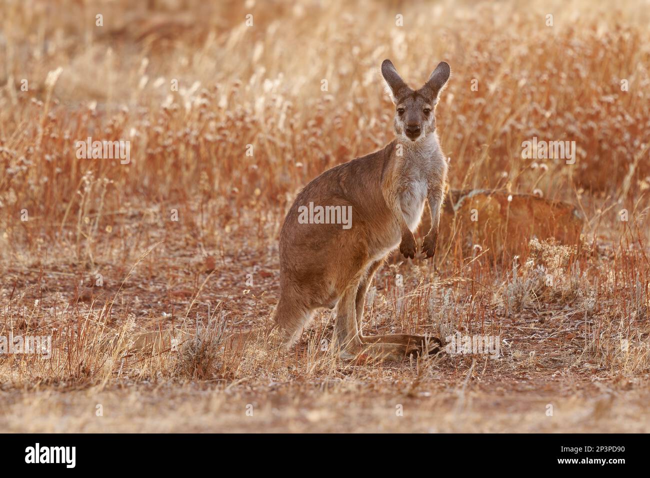 Common Wallaroo - Osphranter robustus also called euro or hill wallaroo, mostly nocturnal and solitary, loud hissing noise, sexually dimorphic, like m Stock Photo