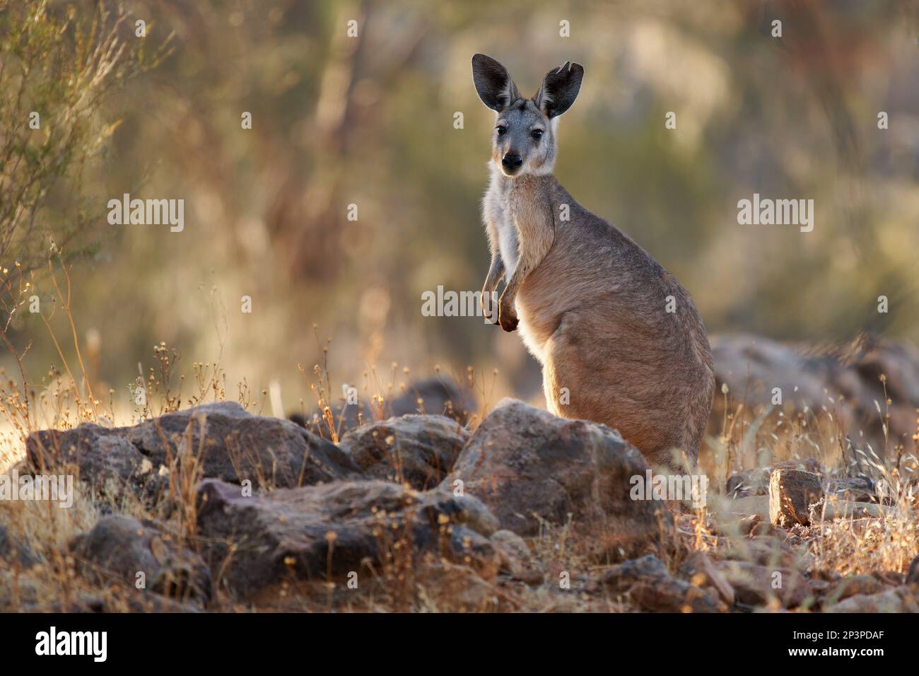 Common Wallaroo - Osphranter robustus also called euro or hill wallaroo, mostly nocturnal and solitary, loud hissing noise, sexually dimorphic, like m Stock Photo