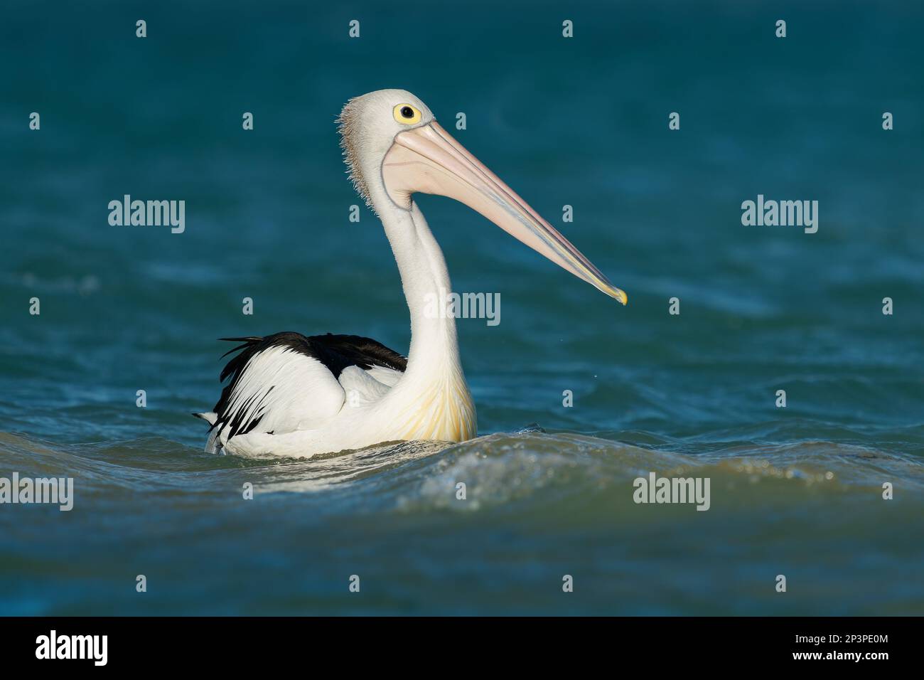 The Australian pelican (Pelecanus conspicillatus) hunts fish in blue ocean, widespread on the inland and coastal waters of Australia and New Guinea an Stock Photo