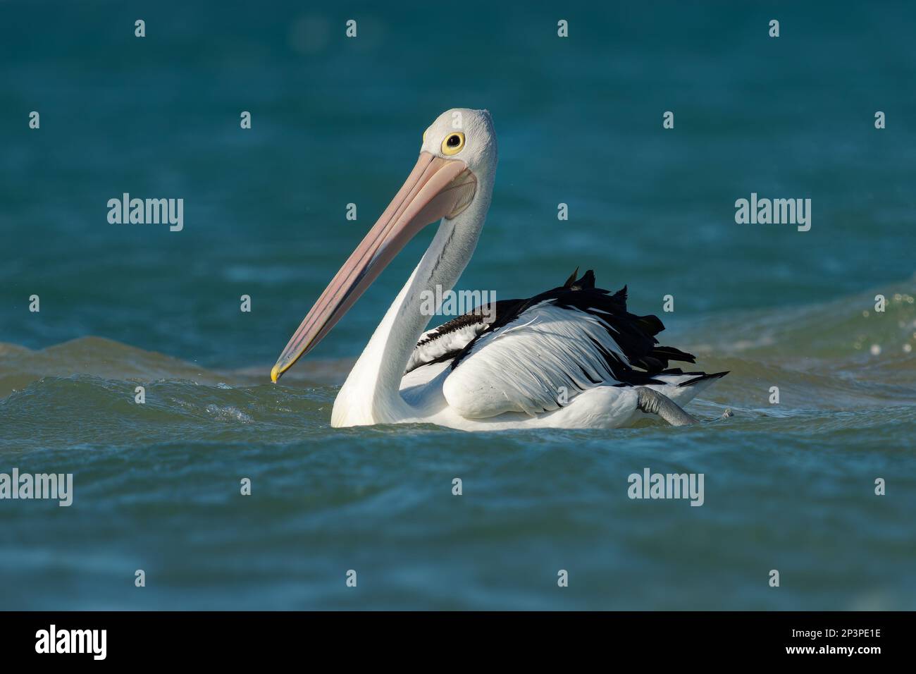 The Australian pelican (Pelecanus conspicillatus) hunts fish in blue ocean, widespread on the inland and coastal waters of Australia and New Guinea an Stock Photo