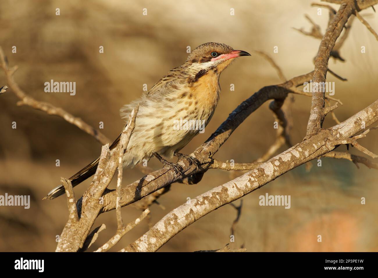 Spiny-cheeked Honeyeater - Acanthagenys rufogularis frugivorous bird, also eat nectar, blooms, insects, reptiles and young birds, in deserts, coastal Stock Photo