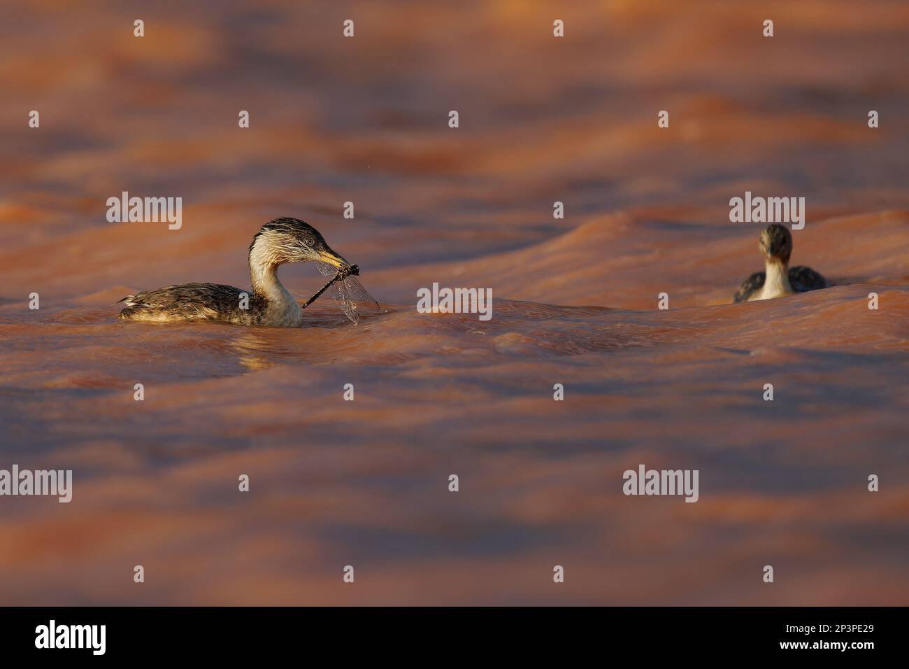 Hoary-headed Grebe - Poliocephalus poliocephalus bird breeds in southern Australia, winters throughout Tasmania, silvery-white streaking on black head Stock Photo
