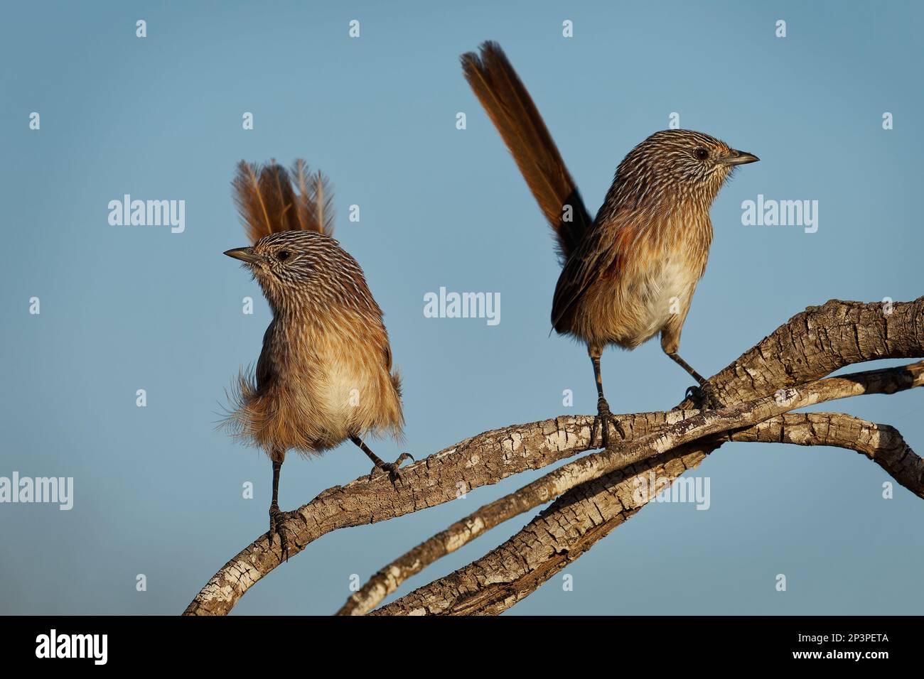 Singing Western Grasswren Amytornis textilis also Thick-billed grasswren or Textile wren, small australian endemic mainly terrestrial bird, male and f Stock Photo