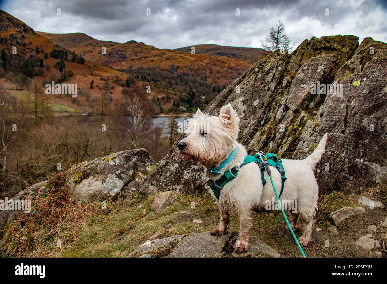 Cheeky Westie Terrier looking out over Rydal Water, Cumbria, United Kingdom Stock Photo