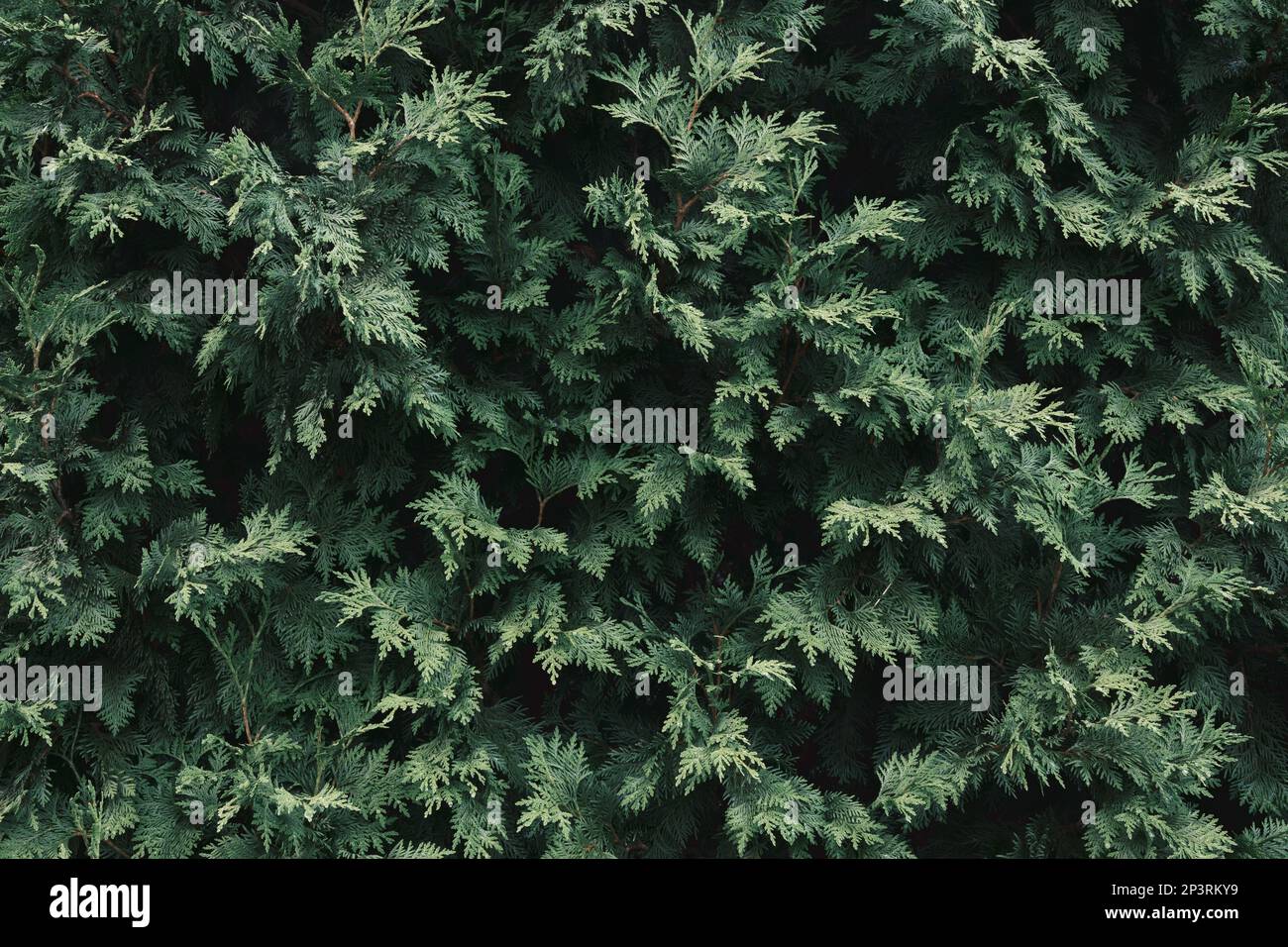 Background of thuja leaves. Thuja tree foliage, top view. Stock Photo