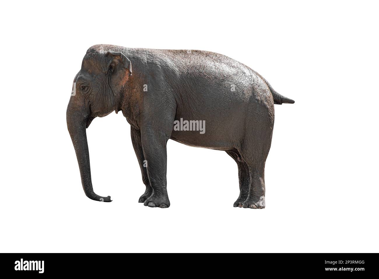 Indian elephant isolated on white background Stock Photo
