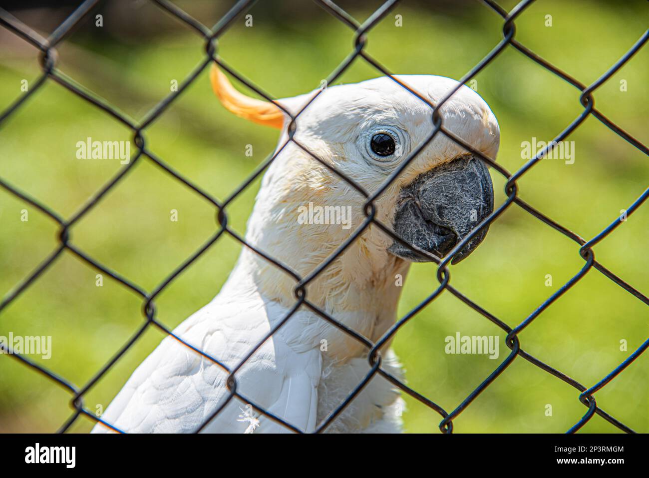 White cockatoo parrot in a cage Stock Photo Alamy