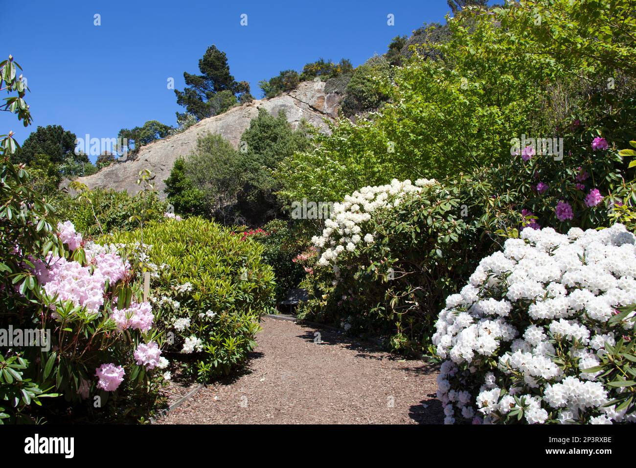 The path surrounded by flowers inside Lady Thorn Rhododendron Dell, the garden in Port Chalmers town (New Zealand). Stock Photo