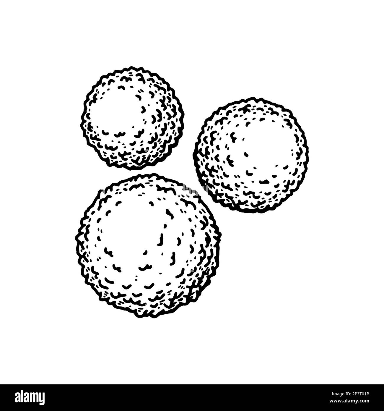 Leukocyte white blood cells isolated on white background. Hand drawn scientific microbiology vector illustration in sketch style Stock Vector