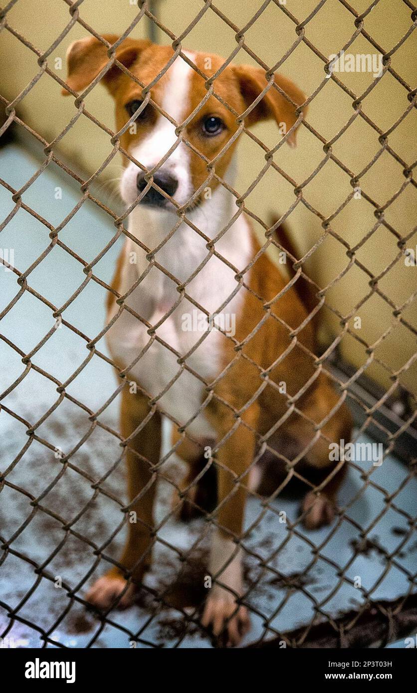 A dog is waiting to be adopted at the Harlingen Humane Society on