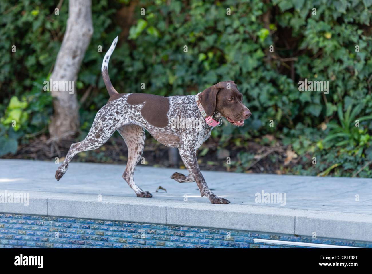 Cute German Shorthaired Pointer in the backyard Stock Photo