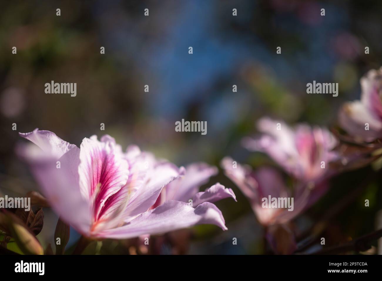 Exotic white and pink flower background with copy space. Summer nature wallpaper Stock Photo