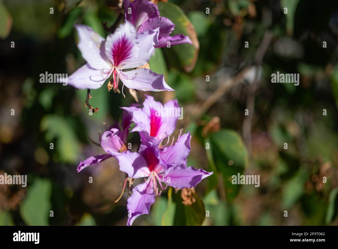 Exotic white and pink flower background with copy space. Summer nature wallpaper Stock Photo