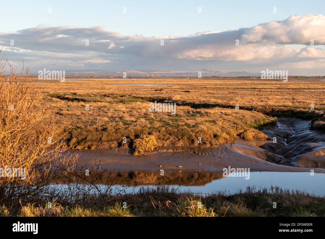 Teal, Anas crecca, Common Redshank, Tringa totanus, Salt marsh on the Ribble estuary, Lytham St Annes, Fylde in Lancashire, England. Stock Photo