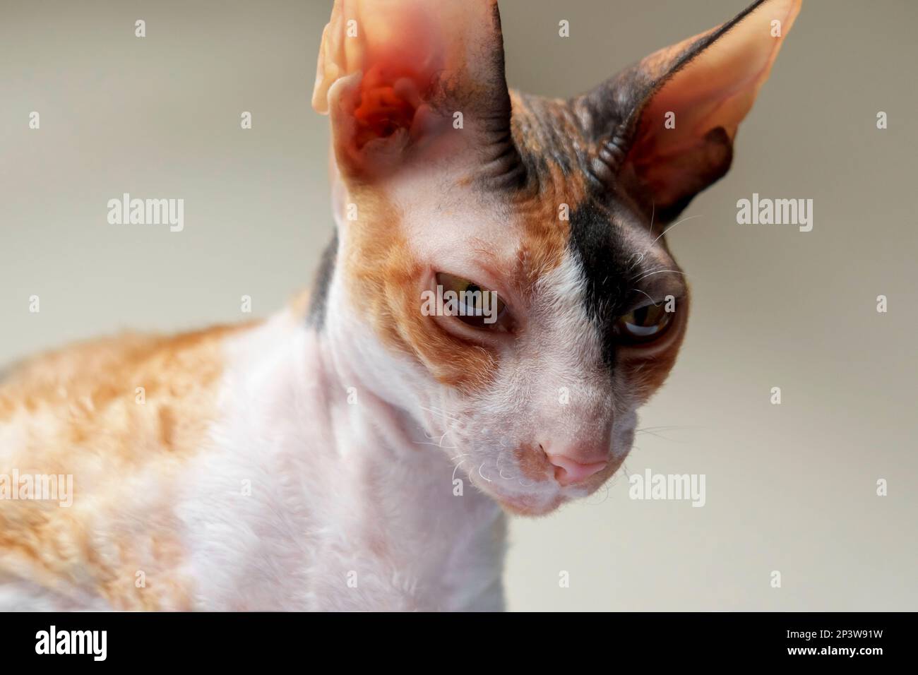 Shorthair Cornish Rex cat close up Stock Photo