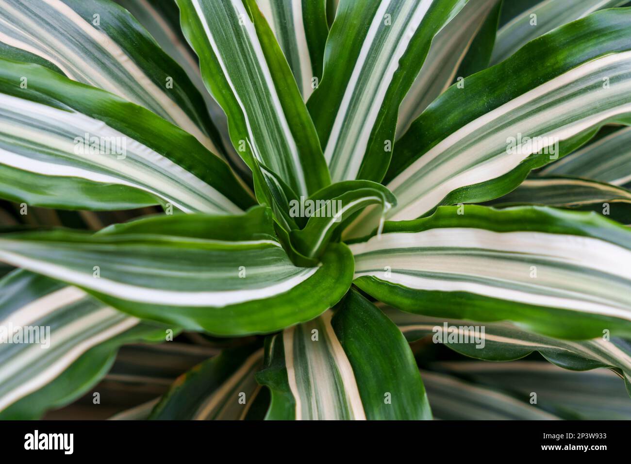 Leaf of a growing houseplant Dracaena Deremensis closeup Stock Photo
