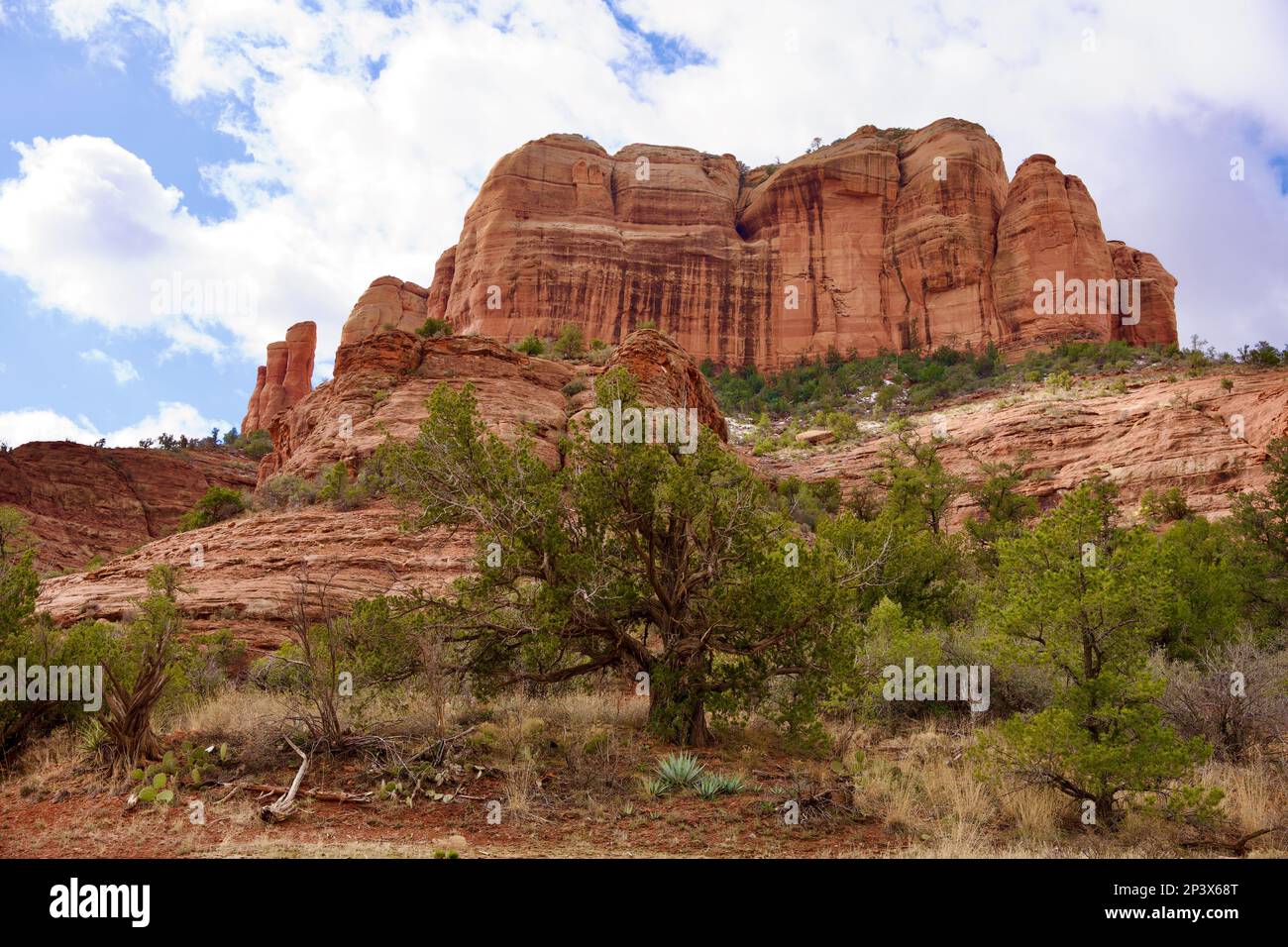 Red Tree Rock Red Rocks and the Trees Stock Photo - Alamy
