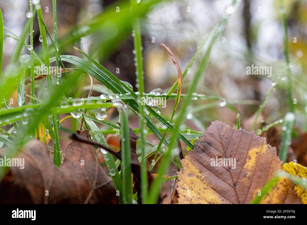Raindrops on a grass Stock Photo