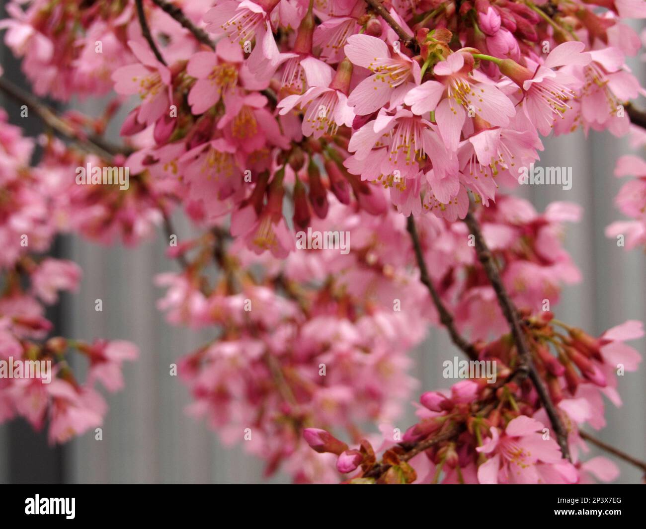 Winter-flowering cherries bloom as spring nears in Philadelphia's Fairmount neighborhood. Stock Photo