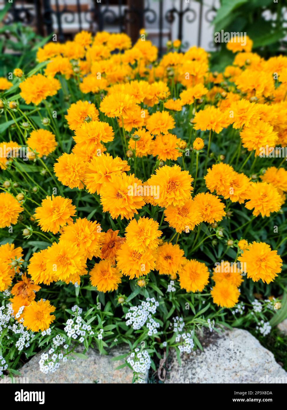 Coreopsis grandiflora or large-flowered tickseed yellow flowers in the garden design Stock Photo