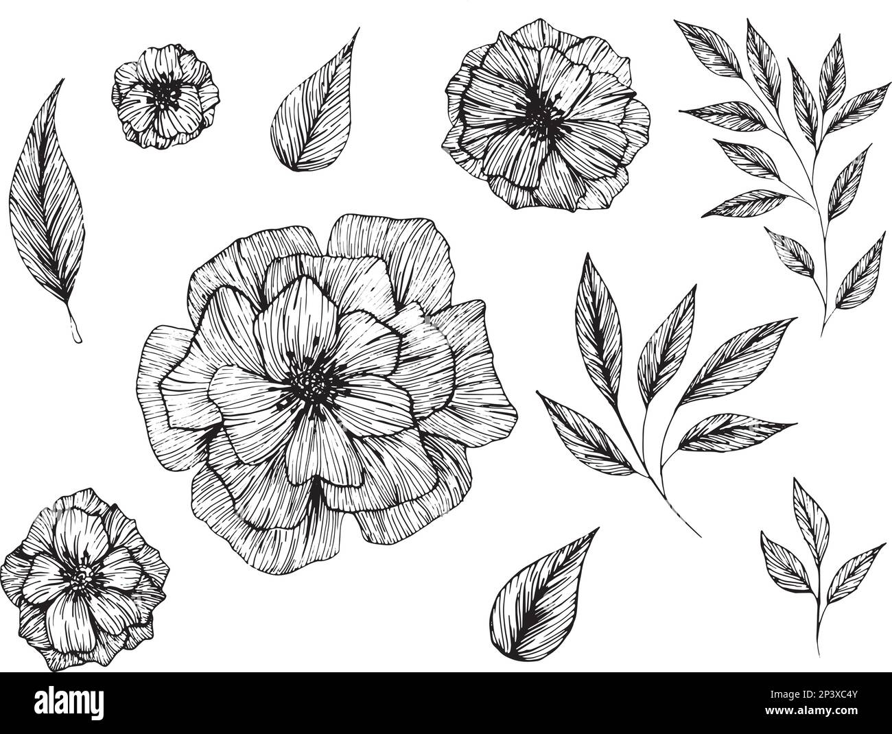 Set of graphic vector plant leaves and flowers Stock Vector Image & Art ...