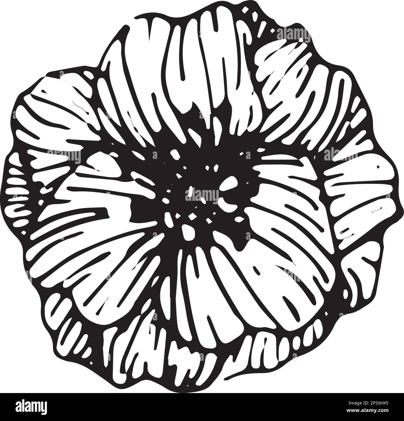 Anemone flowers drawing illustration vector and clipart Stock Vector Image & Art Alamy